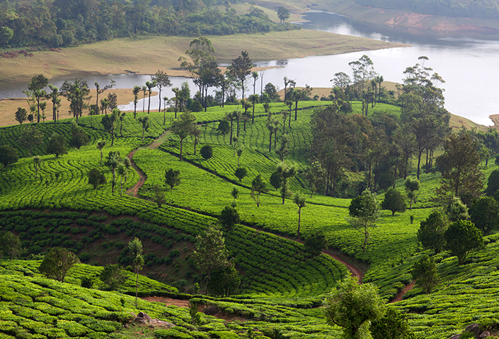 Ultimate Kerala Vacay