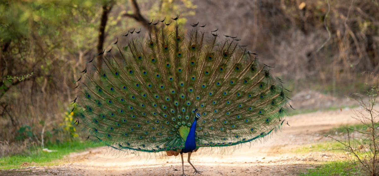 Enjoy Wilderness Sariska