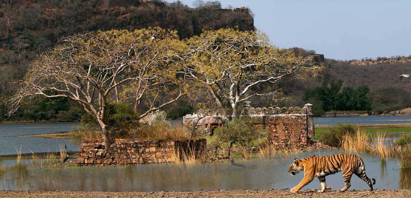 Thrilling Ranthambore