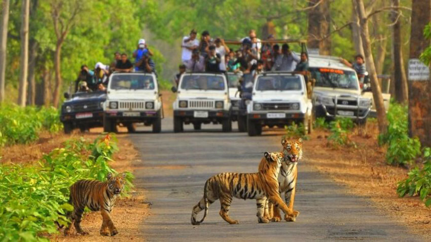 Ranthambore (Ex-Delhi)