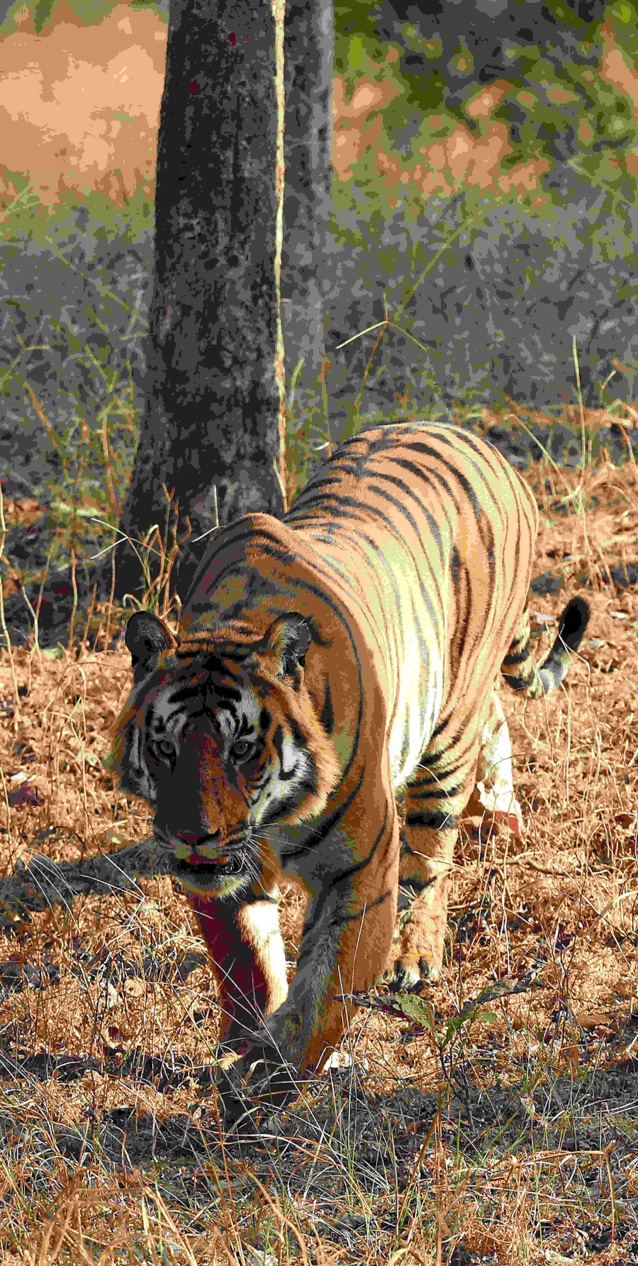 Amazing Wildlife of Madhya Pradesh